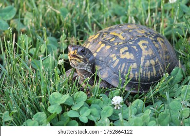 Eastern Box Turtle walking through grass and clover