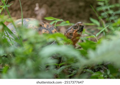 Eastern Box Turtle Walking Through Grass