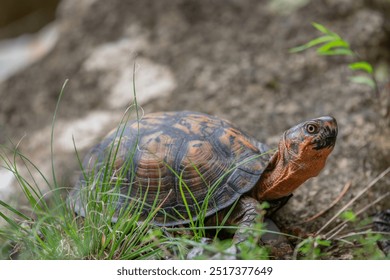 Eastern Box Turtle Walking Through Grass