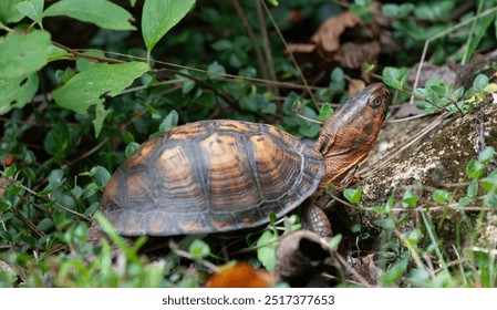 Eastern Box Turtle Walking Through Grass