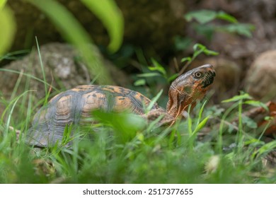 Eastern Box Turtle Walking Through Grass
