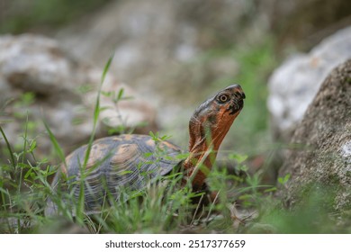 Eastern Box Turtle Walking Through Grass