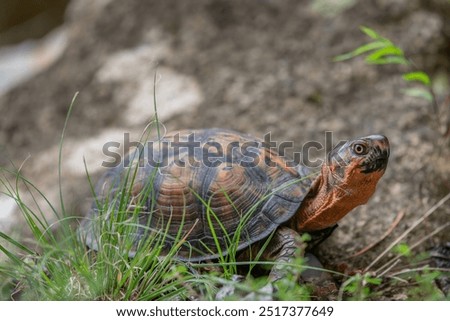 Eastern Box Turtle Walking Through Grass