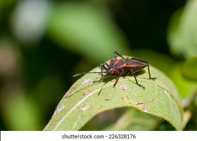 Eastern Boxelder Bug