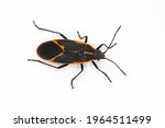 Eastern Boxelder Bug (Boisea trivittata) a North American native true bug in the Order Hemiptera isolated on white.