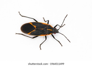 Eastern Boxelder Bug (Boisea trivittata) a North American native true bug in the Order Hemiptera isolated on white. - Shutterstock ID 1964511499