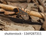 Eastern Boxelder Bug cling to a dead stem. Taylor Creek Park, Toronto, Ontario, Canada.