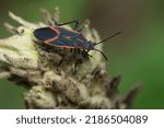 An Eastern Boxelder Bug is resting on a seed head.  Taylor Creek Park, Toronto, Ontario, Canada.