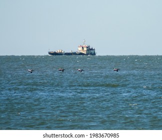 Eastern Brown Pelicans In Folly Island, SC