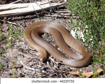 The Eastern Brown Snake Is One Of The World Most Venomous Snakes.( Pseudonaja Textilis) This One Was Sunbathing In The Grampians National Park, Victoria.