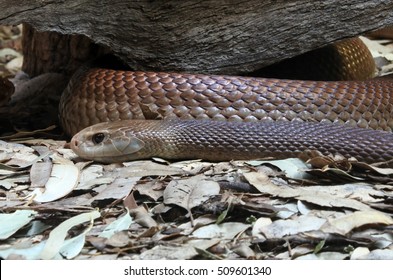 Eastern Brown Snake (Pseudonaja Textilis) Considered The World's Second Most Venomous Land Snake Based On Its LD50 Value (SC) In Mice. It Is Native To Australia, Papua New Guinea, And Indonesia.