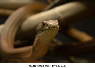 Eastern Brown Snake Roaming Around Its Enclosure On Brown Branches.