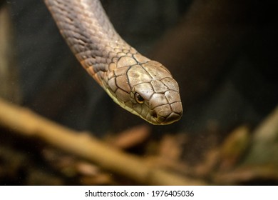 Eastern Brown Snake Roaming Around Its Enclosure On Brown Branches.