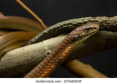 Eastern Brown Snake Roaming Around Its Enclosure On Brown Branches.