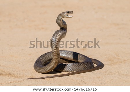 Eastern Brown Snake in striking pose