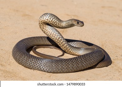 82,864 Brown snake Images, Stock Photos & Vectors | Shutterstock