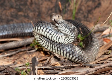 1,184 Eastern Brown Snake Images, Stock Photos & Vectors | Shutterstock