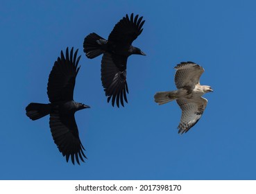 117 Japanese buzzard Images, Stock Photos & Vectors | Shutterstock