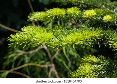 Eastern Or Canadian Hemlock Tsuga Canadensis