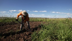 Eastern Cape/ South Africa - A Member Of An Agricultural Cooperative Prepares The Soil For Planting. Pensioners Work In The Cooperative Which Supplies The Local Community.