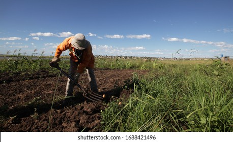 Eastern Cape/ South Africa - A member of an agricultural cooperative prepares the soil for planting. Pensioners work in the cooperative which supplies the local community.