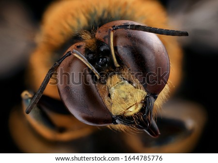 Similar – Image, Stock Photo Close-up of bees on a honeycomb