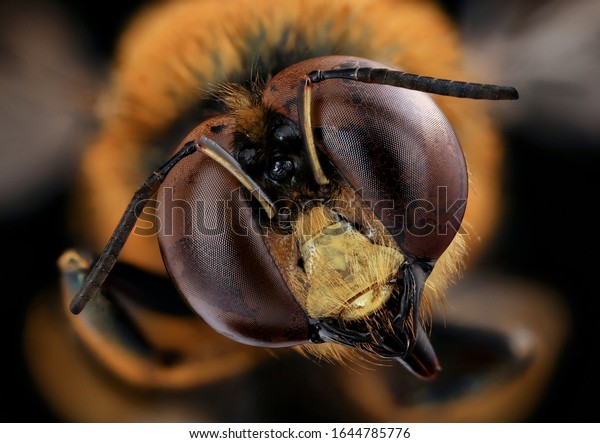 Eastern carpenter bee\
(Xylocopa micans), Macro lens, Closeup of face fluffy head of bee,\
Flying insect