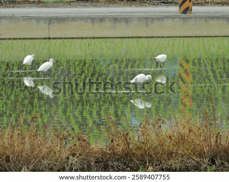 Eastern cattle egrets (Bubulcus coromandus) walk and feed in the paddy field with herbicide sprayed nearby in southern Taiwan.