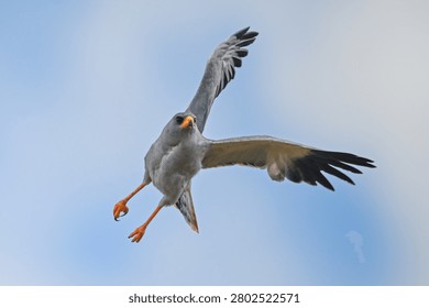 Eastern chanting goshawk flying at an angle