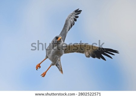 Eastern chanting goshawk flying at an angle