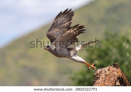 Eastern chanting goshawk taking off from log