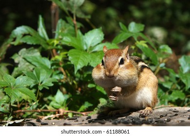 Eastern Chipmunk