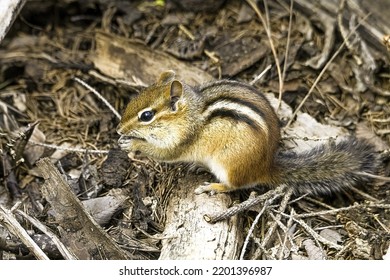 Eastern Chipmunk gathering food to be stored for the winter months. This chipmunks are quite widespread and are a common urban mammal.