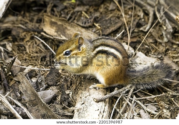 Eastern Chipmunk gathering food to be stored for\
the winter months. This chipmunks are quite widespread and are a\
common urban mammal.