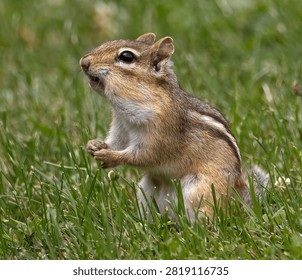 
An Eastern Chipmunk in the Grass