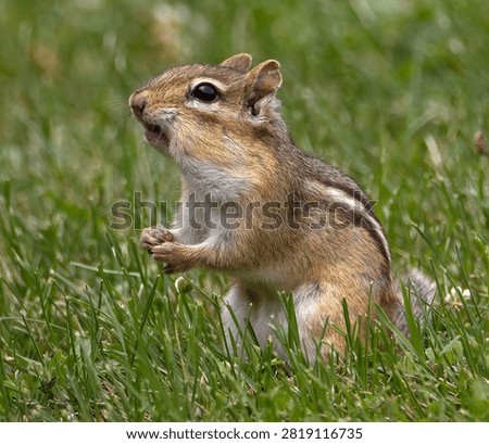 
An Eastern Chipmunk in the Grass