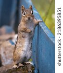 An Eastern Chipmunk Leaning on a Fence Board