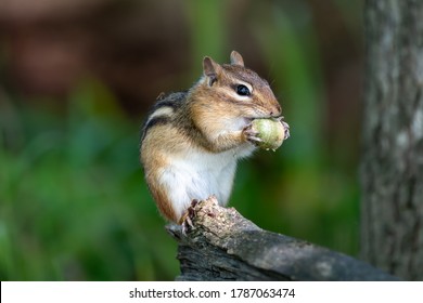 2,106 Chipmunk with acorn Images, Stock Photos & Vectors | Shutterstock