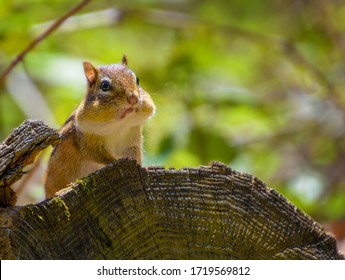 Eastern Chipmunk On A Log Facing Forward With  Full Cheek Pouches Making A Silly Sad Face