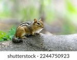 Eastern Chipmunk on a tree branch