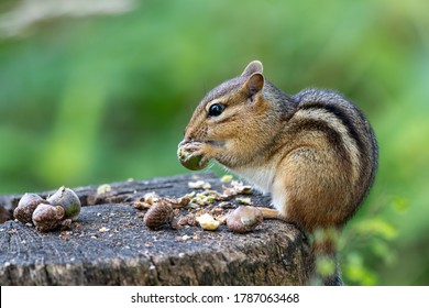 Eastern chipmunk perched on a stump eating acorns with blurry green background