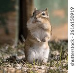 An Eastern Chipmunk Sitting Upright