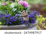 Eastern chipmunk smelling the blue lobelia flowers