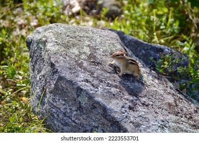 Eastern chipmunk (Tamias striatus) along hiking trail at Torrance Barrens during Summer