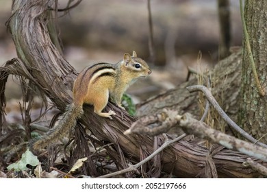 Eastern Chipmunk (Tamias Striatus) In Early Fall