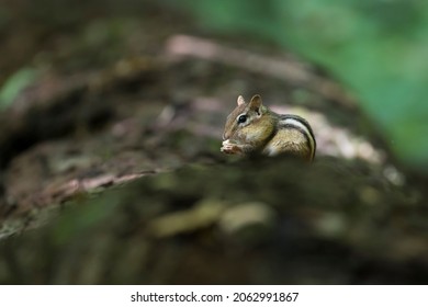 Eastern Chipmunk (Tamias Striatus) In Early Fall