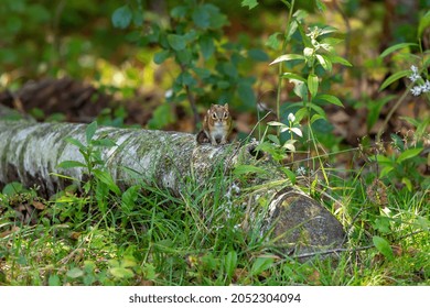 The eastern chipmunk (Tamias striatus) on a tree. The eastern chipmunk is a chipmunk species found in eastern North America