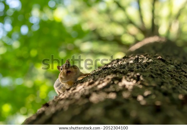 The\
eastern chipmunk (Tamias striatus) on a tree. The eastern chipmunk \
is a chipmunk species found in eastern North\
America