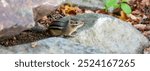 Eastern Chipmunk (Tamias striatus) in Rib Mountain State Park, Wausau, Wisconsin, panorama