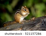 Eastern Chipmunk - Tamias striatus, sitting on a fallen tree, eating a meal.